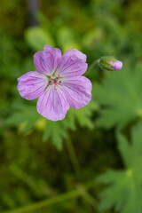 エゾフウロの花