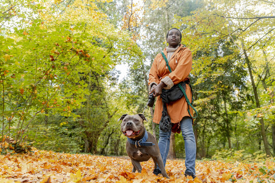 Confident African American woman walking Staffordshire Terrier on autumn forest path - Powered by Adobe