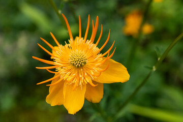 トロリウス・キネンシスの花
