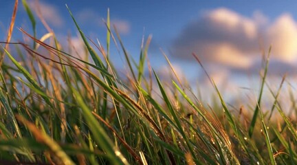 Sunlit grass sways gently in the breeze against a blue sky, evoking peace, nature's beauty, and the simple pleasures of rural life