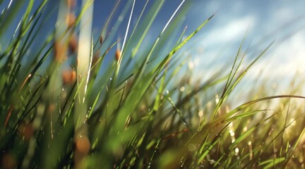 Dew drops glistening on vibrant green grass blades under a bright blue sky, promising fresh beginnings and tranquil mornings in nature's embrace