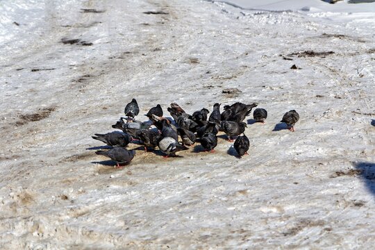 A flock of pigeons standing on top of a snow covered ground - Powered by Adobe