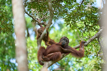 Bornean orangutan female carrying her baby through the rainforest and teaching it to climb and survive in the wild.