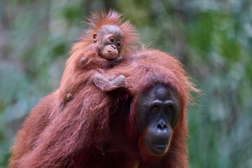 Bornean orangutan female carrying her baby through the rainforest and teaching it to climb and survive in the wild.