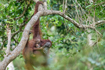 Bornean orangutan female carrying her baby through the rainforest and teaching it to climb and survive in the wild.