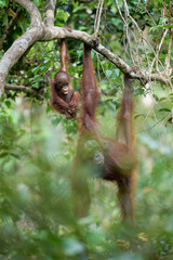 Bornean orangutan female carrying her baby through the rainforest and teaching it to climb and survive in the wild.
