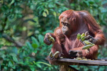 Bornean orangutan female carrying her baby through the rainforest and teaching it to climb and survive in the wild.