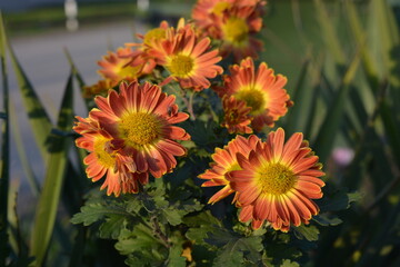 Landscape of warm autumn weather with outdoor flowers growing in a home garden. Bright, fluffy yellow, orange, red and brown chrysanthemum flowers with green leaves illuminated by warm autumn sun.