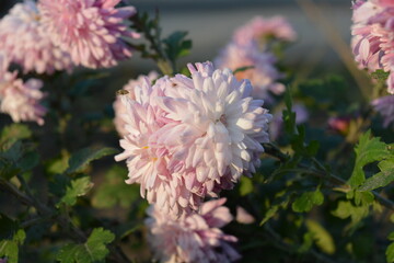 Nature, beautiful landscape of autumn flowers growing in a street garden. Bright, fluffy white, purple, pink chrysanthemum flowers with green leaves illuminated by the autumn sunlight.