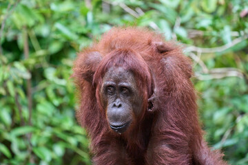 Fototapeta premium Bornean orangutan female carrying her baby through the rainforest and teaching it to climb and survive in the wild.
