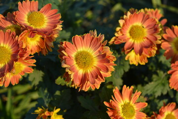 Landscape of warm autumn weather with outdoor flowers growing in a home garden. Bright, fluffy yellow, orange, red and brown chrysanthemum flowers with green leaves illuminated by warm autumn sun.