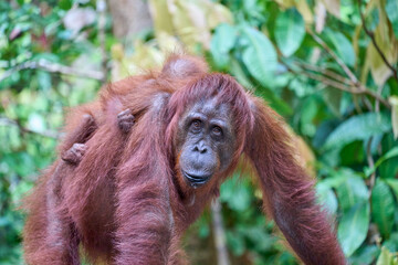 Bornean orangutan female carrying her baby through the rainforest and teaching it to climb and survive in the wild.