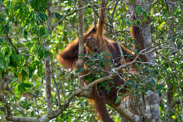 Bornean orangutan female carrying her baby through the rainforest and teaching it to climb and survive in the wild.