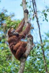 Bornean orangutan female carrying her baby through the rainforest and teaching it to climb and survive in the wild.
