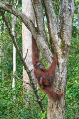 Bornean orangutan female carrying her baby through the rainforest and teaching it to climb and survive in the wild.