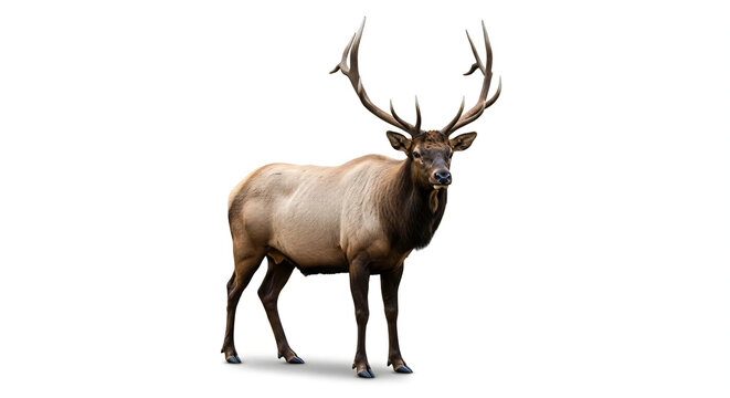 wapiti