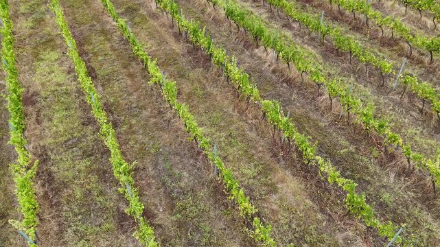 France Bordeaux. Vineyard Rows in Springtime Beauty. Fresh green vines stretch across the rolling landscape. Nature thrives in harmony. Explore the essence of wine production.