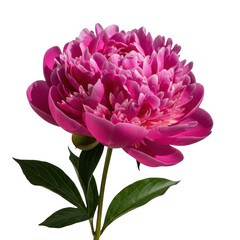 a vibrant pink peony flower with lush green leaves on transparent background
