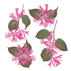 Set Chinese Fringe Flower