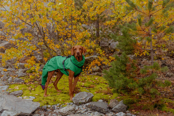 Brown Vizsla dog wearing a green raincoat stands on a mossy rock surrounded by autumn foliage. The scene captures the essence of outdoor adventures with pets.