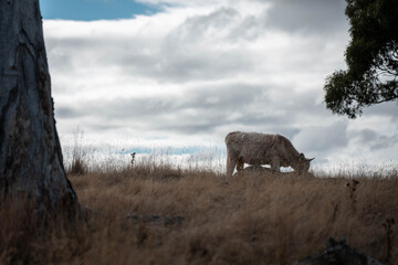 tasmanian Australian wagyu cows grazing in a field on pasture. close up of a black angus cow eating grass in a paddock in springtime in tasmania australia