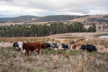 Obraz premium tasmanian Australian wagyu cows grazing in a field on pasture. close up of a black angus cow eating grass in a paddock in springtime in tasmania australia