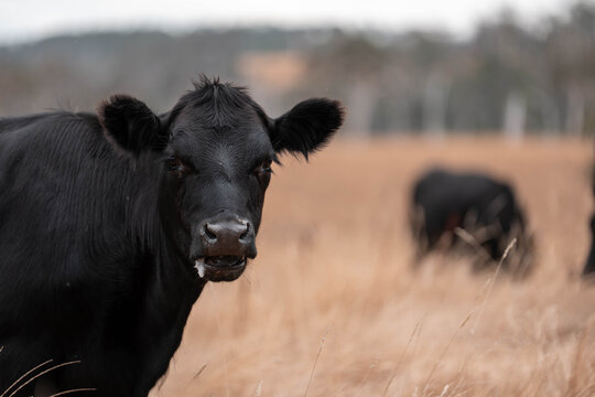 tasmanian Australian wagyu cows grazing in a field on pasture. close up of a black angus cow eating grass in a paddock in springtime in tasmania australia