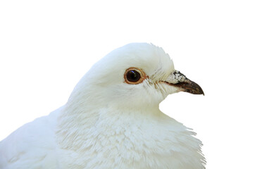 White dove, sitting and posing. Isolated on monochrome background, not full body cutout. Dove of peace, heavenly bird, doves symbols. PNG
