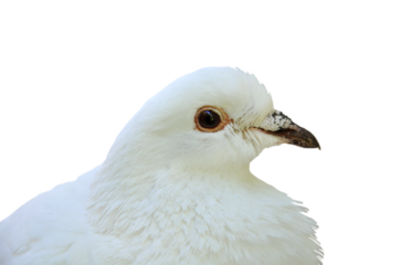 White dove, sitting and posing. Isolated on monochrome background, not full body cutout. Dove of peace, heavenly bird, doves symbols. PNG