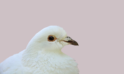 White dove, sitting and posing. Isolated on pink background, not full body cutout. Dove of peace, heavenly bird, doves symbols