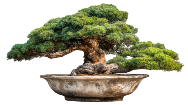 Beautiful bonsai tree in decorative pot showcasing miniature greenery and artistic styling isolated on white background