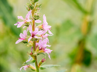 Delicate pink flowers rise above vivid green foliage, showcasing their beauty under the warm sun. This scene captures a tranquil moment in nature, perfect for observing flora