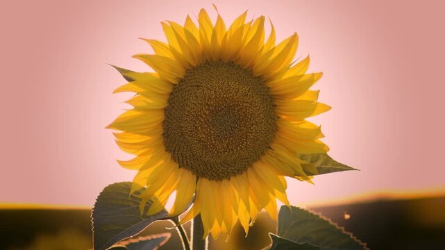 Girasoles con abejas