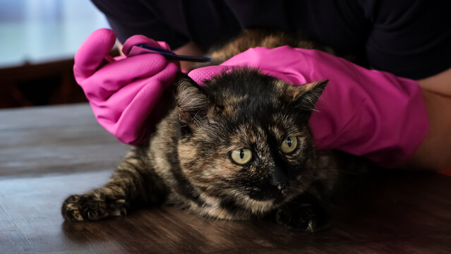 Vet doctor holds cat applying drops at withers, medicine from parasites, ticks, worms and fleas. Blister from parasites for animals. Hands in gloves. Pet treated with parasite remedy protection.