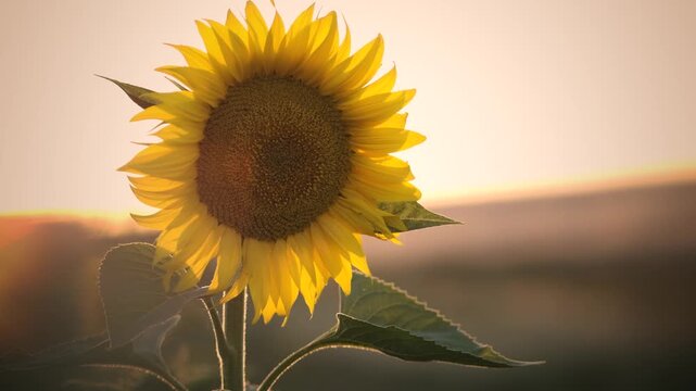 Girasoles con abejas