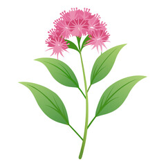 eupatorium fortunei pink frost