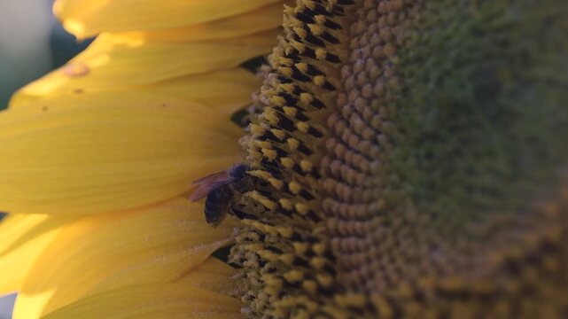 Girasoles con abejas