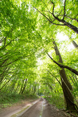 新緑の小道