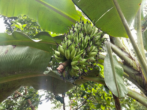 A close-up view of a large bunch of unripe green bananas growing on a banana tree in a tropical plantation - Powered by Adobe