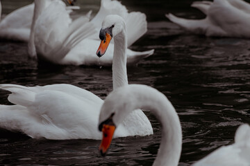Group of swans swimming in a calm pond. The scene includes both adult and young swans, with reflections visible on the water surface.