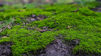 Moss-covered base of a tree. Lush green moss close-up in nature.