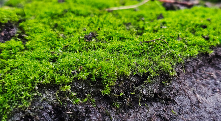 Moss-covered base of a tree. Lush green moss close-up in nature.