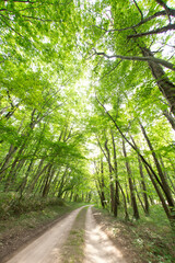新緑の小道