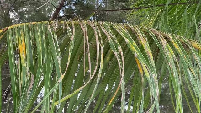 A close-up view of a green palm frond with yellowing and drying leaves, showing signs of decay.