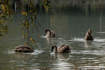 Group of swans swimming in a calm pond. The scene includes both adult and young swans, with reflections visible on the water surface.