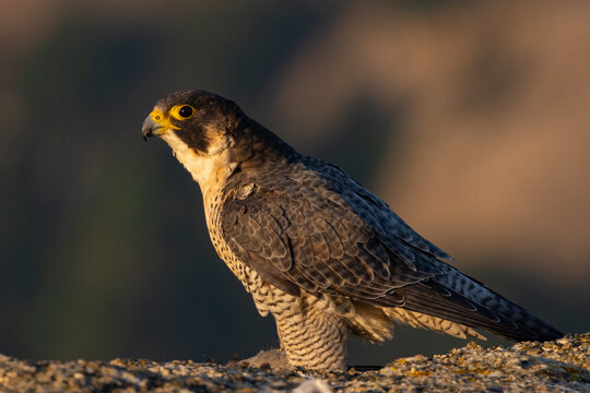 peregrine falcon