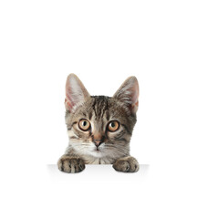 Obraz premium Cute cat peeking out on white background. Animal holding paws on banner
