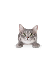 Cute cat peeking out on white background. Animal holding paws on banner