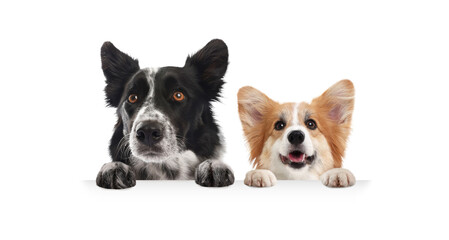 Dogs peeking out on white background. Animals holding their paws on banner