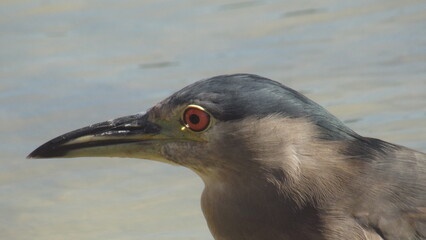 Black-crowned Night Heron standing by the water